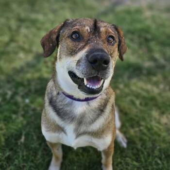 Rescue Mixed Breed Dogs for Adoption in Dallas, Texas - Lyle | PetCurious