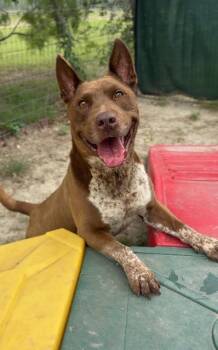 Bartholomew -  Pit Bull Terrier Dog Available for Adoption in New Braunfels, Texas - Bartholomew | PetCurious