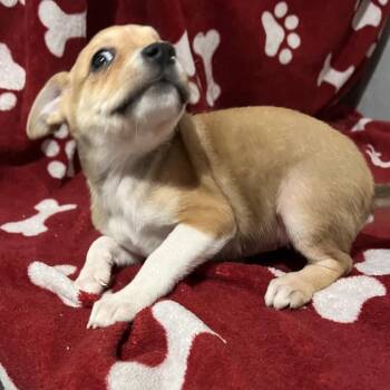 MAISIE -  Mixed Breed Dog for Adoption in Richmond, California - MAISIE | PetCurious