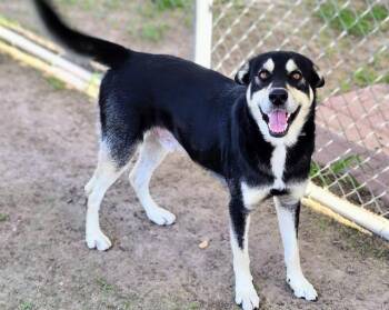 German Shepherd Dog and Mixed Breed Dogs Available for Adoption in Houston, Texas - SPARROW | PetCurious