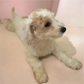 Cavalier King Charles Spaniel and Poodle Dogs Available for Adoption in Fort Myers, Florida - Kalinda - 4mo Old Puppy! | PetCurious
