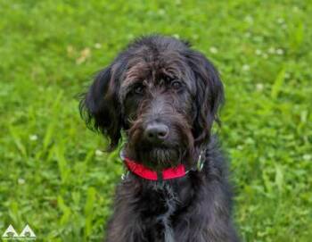 Banana -  Standard Poodle and Mixed Breed Dog for Adoption in Lowell, Massachusetts - Banana | PetCurious