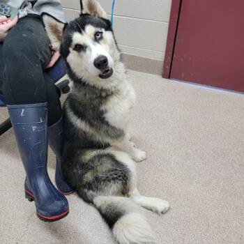 Rescue Husky Dogs for Adoption in Ardmore, Oklahoma - Daemon | PetCurious