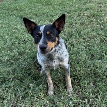 Lillian -  Australian Cattle Dog Blue Heeler Dog for Adoption in Harlingen, Texas - Lillian | PetCurious