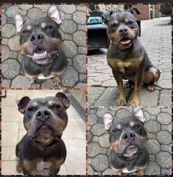 Teddy Swims -  Pit Bull Terrier Dog for Adoption in Hamburg, New Jersey - Teddy Swims | PetCurious