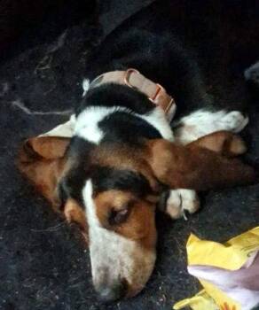 Basset Hound Dogs Available for Adoption in Hamilton, New Jersey - NIKKI | PetCurious