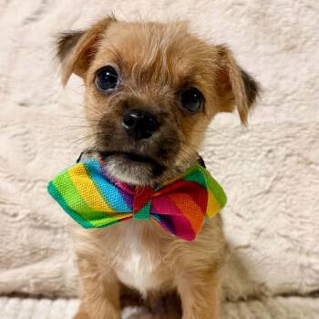 Noah -  Terrier Dog for Adoption in Fort Worth, Texas - Noah | PetCurious