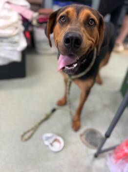 Dolly -  Mixed Breed Dog for Adoption in Danielsville, Georgia - Dolly | PetCurious
