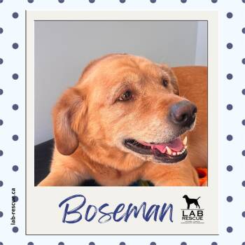 Boseman -  Labrador Retriever Dog for Adoption in Oakville, Ontario - Boseman | PetCurious