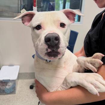 Ghost -  Mixed Breed Dog for Adoption in Englewood, Florida - Ghost | PetCurious