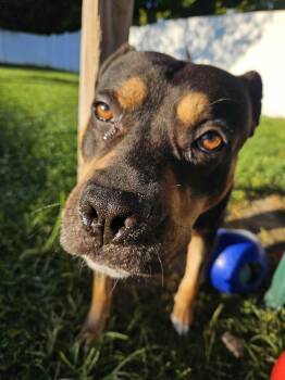 Rescue Rottweiler Dogs for Adoption in Belleville, Michigan - Karl | PetCurious