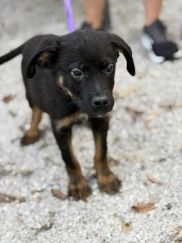 Rescue German Shepherd Dog and Mixed Breed Dogs for Adoption in Springfield, Illinois - Larry | PetCurious