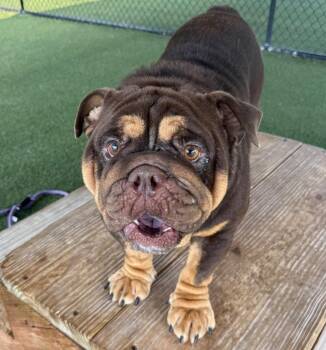 Winston -  English Bulldog Dog for Adoption in Columbia, Illinois - Winston | PetCurious