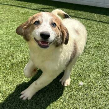 GABRIELLE 2075 -  Mixed Breed Dog for Adoption in Loxahatchee Groves, Florida - GABRIELLE 2075 | PetCurious