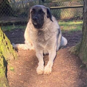 Anatolian Shepherd Dogs Available for Adoption - Grace | PetCurious