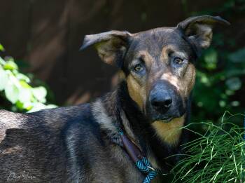 Aiko -  German Shepherd Dog Dog for Adoption in Anchorage, Alaska - Aiko | PetCurious