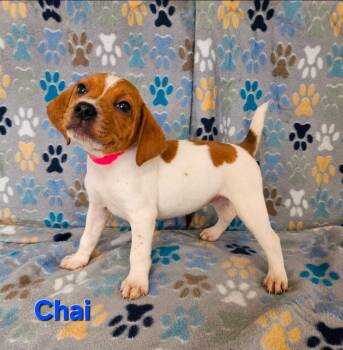 Chai -  Hound Dog for Adoption in Wabash, Indiana - Chai | PetCurious