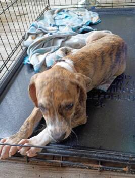 Baby Piper -  Plott Hound and Labrador Retriever Dog for Adoption in Washington, District Of Columbia - Baby Piper | PetCurious