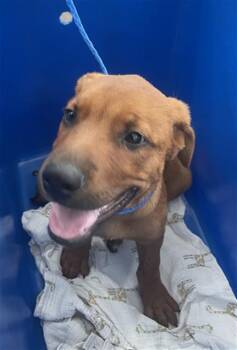 ROMEO -  Mixed Breed Dog for Adoption in Dallas, Texas - ROMEO | PetCurious