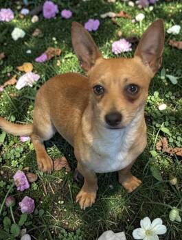 Biscuit -  Corgi and Chiweenie Dog for Adoption in Camp Pendleton North, California - Biscuit | PetCurious