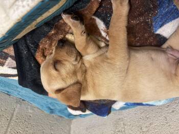 Rescue Feist and Yellow Labrador Retriever Dogs for Adoption in Collierville, Tennessee - Wish Bone | PetCurious