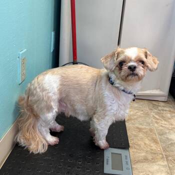 Shih Tzu Dogs Available for Adoption - Tonka | PetCurious