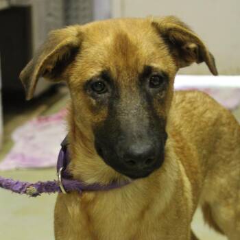 Frida -  Mixed Breed Dog for Adoption in Valley, Alabama - Frida | PetCurious