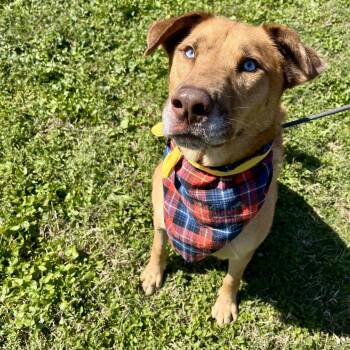 Rescue German Shepherd Dog Dogs for Adoption in Angleton, Texas - Tiki | PetCurious