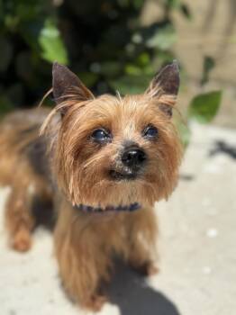 Max -  Yorkshire Terrier Dog for Adoption in Newport Beach, California - Max | PetCurious