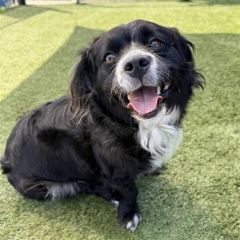Cocker Spaniel Dogs Available for Adoption in Hawthorne, California - Oreo | PetCurious