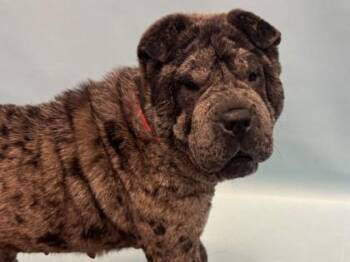 Boba Tea -  Shar Pei and Mixed Breed Dog for Adoption in Woodbury, Minnesota - Boba Tea | PetCurious
