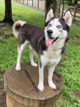 Rescue Siberian Husky Dogs for Adoption in Cumming, Georgia - Cicero | PetCurious