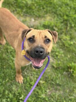 Pit Bull Terrier Dogs Available for Adoption in Cleveland, Ohio - Chloe | PetCurious