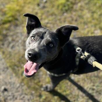 ROCKET J -  Chesapeake Bay Retriever Dog for Adoption in St. Augustine, Florida - ROCKET J | PetCurious