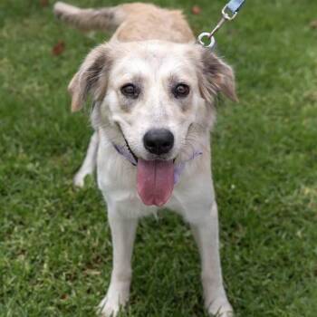Crema -  Great Pyrenees and Shepherd Dog for Adoption in San Diego, California - Crema | PetCurious
