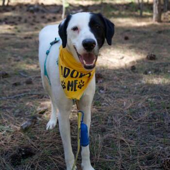 Labrador Retriever Dogs Available for Adoption - Angus | PetCurious