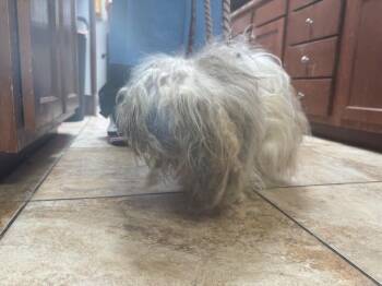 Raphael -  Mixed Breed Dog for Adoption in Cincinnati, Ohio - Raphael | PetCurious