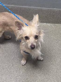Papillon and Mixed Breed Dogs Available for Adoption in Las Vegas, Nevada - CRICKET | PetCurious