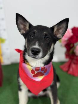 German Shepherd Dog and Australian Shepherd Dogs Available for Adoption - Sansa | PetCurious