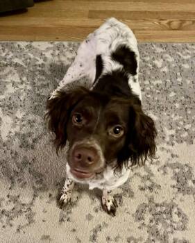 Rescue Brittany Spaniel Dogs for Adoption in Yorktown, Virginia - Topanga | PetCurious