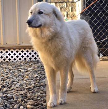 Rivie -  Great Pyrenees Dog for Adoption in Thomasville, North Carolina - Rivie | PetCurious