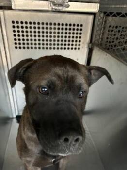 Terrier and Mixed Breed Dogs Available for Adoption - Ritter | PetCurious