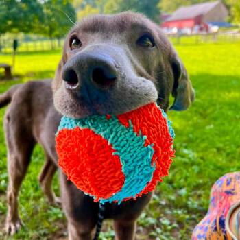Boris -  Labrador Retriever Dog for Adoption in Phoenixville, Pennsylvania - Boris | PetCurious