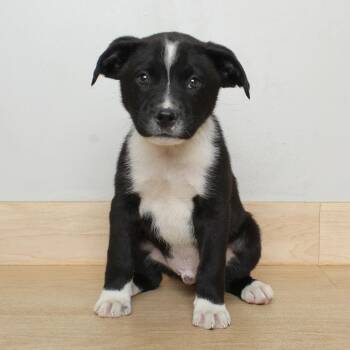 Bermuda D69459 -  Labrador Retriever Dog for Adoption in Minnetonka, Minnesota - Bermuda D69459 | PetCurious
