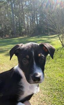 Collie Dogs Available for Adoption - Leslie Aka KK | PetCurious