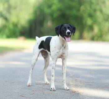Shelby -  German Shorthaired Pointer Dog for Adoption in Lucedale, Mississippi - Shelby | PetCurious