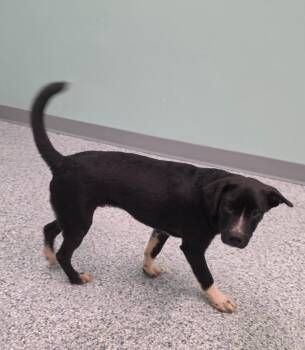 Kirk -  Terrier Dog for Adoption in Athens, Tennessee - Kirk | PetCurious
