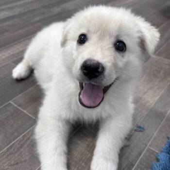 Snowball -  Shepherd Dog for Adoption in Briarcliff Manor, New York - Snowball | PetCurious