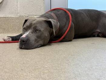 American Staffordshire Terrier and Mixed Breed Dogs Available for Adoption in Grand Prairie, Texas - ROMAN | PetCurious