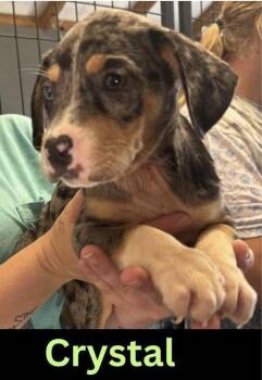 Crystal -  German Shepherd Dog Dog for Adoption in Colorado Springs, Colorado - Crystal | PetCurious